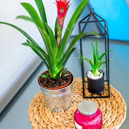 Sea Breeze Flat * 卡瓦拉